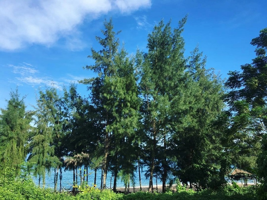 Cái Chiên ghi dấu ấn với những rừng thông, rặng phi lao bạt ngàn, xào xạc trong gió